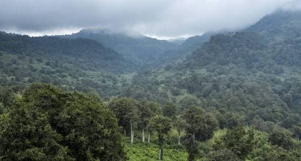 A view of the green forest landscape of Imenti Forest in Meru County, Kenya.
